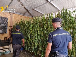 partinico-scoperte-dalle-fiamme-gialle-4-tonnellate-di-marijuana-pronte-per-la-raccolta-arrestato-il-responsabile