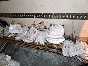 trapani/trapani-sequestrati-145-kg-di-prodotti-ittici-privi-di-tracciabilita