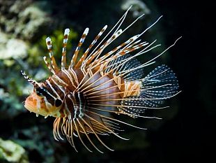 la-capitaneria-informa-specie-ittica-aliena-velenosa-in-acque-tunisine