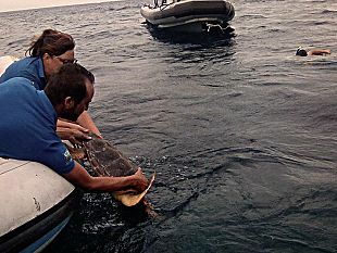 torna-libero-di-nuotare-nelle-acque-di-marettimo-achille-esemplare-di-tartaruga-marina-curato-al-centro-di-primo-soccorso-dell-area-marina-protetta-isole-egadi