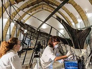 marsala-domani-l-inaugurazione-del-museo-lilibeo-dopo-il-restyling-sponsorizzato-da-cantine-pellegrino