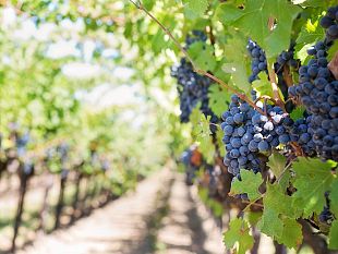 sicilia-in-crisi-le-cantine-sociali-del-vino