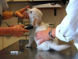 marsala-microchip-obbligatorio-per-i-cani