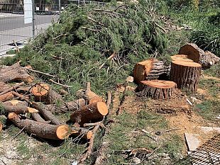alberi-via-virgilio-safina-fatto-tutto-il-possibile-necessario-intervenire