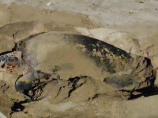 petrosino-tartaruga-caretta-caretta-depone-uova-sulla-spiaggia