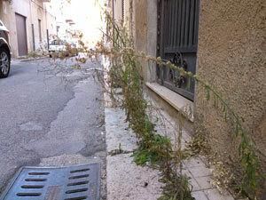 odor-di-fogna-ed-erbacce-uno-scorcio-campestre-in-centro-citta