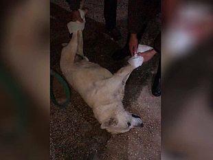 mazara-cane-avvelenato-in-c-da-santa-maria-la-rabbia-dei-residenti-soccorritori