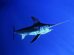 ue-pesce-spada-ok-nuove-quote-ai-piccoli-pescatori-votata-proposta-di-marco-affronte