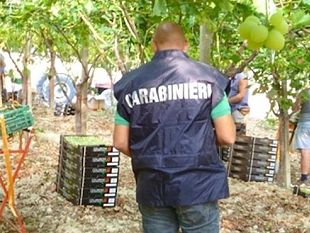 campobello-facevano-lavorare-17-senegalesi-in-nero-per-poco-piu-di-3-euro-l-ora-denunciati