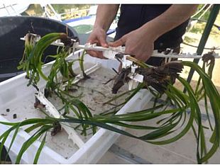 marsala-effettuato-il-primo-impianto-verso-la-riforestazione-della-posidonia-nello-stagnone
