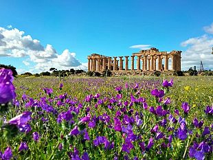 castelvetrano/scoperto-un-alveare-di-ape-nera-sicula-alla-base-del-tempio-di-selinunte
