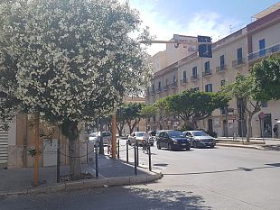trapani-il-romantico-abbraccio-tra-un-oleandro-e-un-semaforo