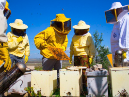 petrosino-corso-base-di-apicoltura-con-full-immersion-una-nuova-opportunita-tra-natura-lavoro-e-passione