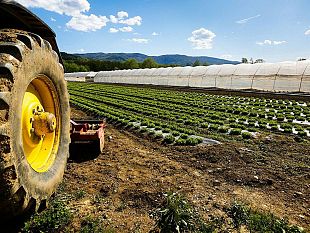 agricoltura-lettera-dei-sindaci-trapanesi-a-draghi-e-musumeci