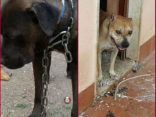 trapani-combattimenti-tra-cani-le-guardie-per-l-ambiente-salvano-tre-pitbull