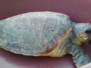 erice-il-5-novembre-a-san-giuliano-la-caretta-caretta-beatrice-sara-liberata-in-mare