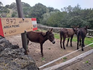 festival-pantelleria-asinabile-dal-5-al-12-ottobre-un-ricco-programma-di-attivita-dedicate-allasino-pantesco
