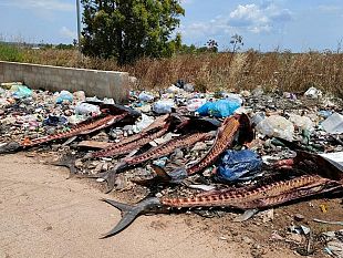 discarica-abusiva-e-carcasse-di-tonno-al-confine-fra-mazara-e-petrosino