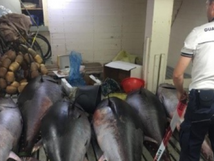 trapani-sequestrati-oltre-700-kg-di-tonno-rosso-privo-di-tracciabilita