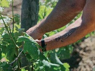 castelvetrano-stipulato-un-protocollo-d-intesa-per-il-reinserimento-dei-detenuti-attraverso-il-lavoro-nei-campi