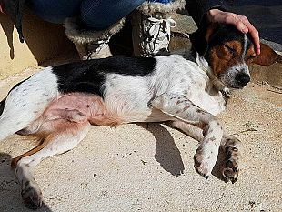 un-nosto-lettore-ci-segnala-il-rinvenimento-di-questo-cane-presso-la-fine-di-via-giovanni-lozano