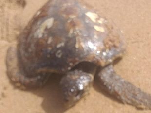 ritrovato-morto-a-marinella-di-selinunte-un-esemplare-di-tartaruga-caretta-caretta