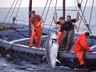 quote-tonno-per-pochi-decisione-del-governo-renzi-danneggia-pescatori-marsalesi