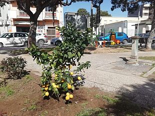 marsala-alberi-di-limone-piantumati-in-piazza-caprera