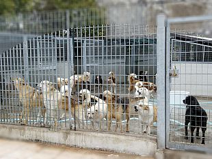 canile-municipale-un-avviso-del-comune-di-marsala-per-mantenere-una-quarantina-di-animali-in-altro-centro