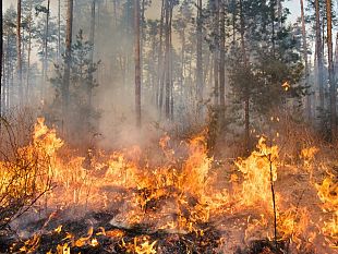 sicilia-tra-siccita-e-incendi-avviate-subito-i-lavoratori-forestali