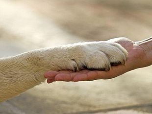 la-coop-talenti-ricerca-figure-professionali-per-un-progetto-attivita-assistite-con-animali