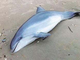 non-ce-lha-fatta-il-delfino-spiaggiato-ad-alcamo-marina-da-accertare-cause-della-morte