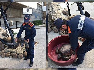 mazara-recuperato-un-giovane-esemplare-di-tartaruga-caretta-caretta