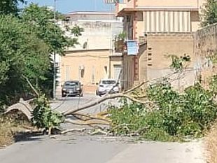 mazara-cade-un-albero-in-via-mongiolisi-sospesa-momentaneamente-la-circolazione