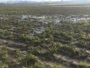 ristori-immediati-dalla-regione-a-rischio-coltura-dellaglio-rosso-di-nubia