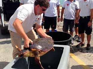 mazara-del-vallo-liberata-tartaruga-caretta-caretta