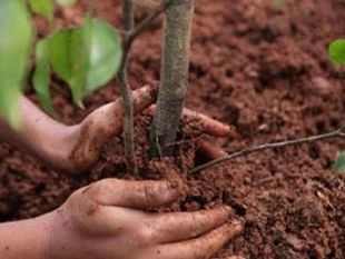 mazara-il-3-circolo-didattico-b-bonsignore-e-l-associazione-wwf-partecipano-alla-giornata-nazionale-degli-alberi