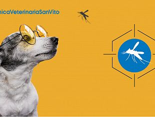 leishmania-con-il-metodo-elisa-una-diagnosi-piu-fedele
