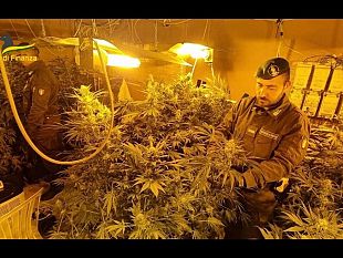 palermo-la-gdf-sequestra-piantagione-indoor-di-250-piante-di-marijuana-arrestati-due-responsabili