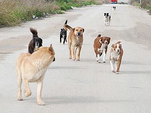mazara-istituito-il-nuovo-elenco-comunale-per-il-contrasto-al-randagismo