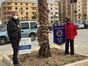 trapani-piantumate-a-piazza-vittorio-le-palme-donate-dal-rotary-club
