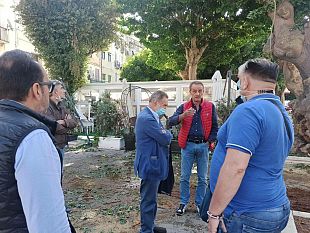 trapani-verranno-abbattuti-12-pini-alla-scuola-materna-don-bosco