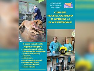 trapani/asp-trapani-corso-di-formazione-su-randagismo-e-animali-daffezione-60-posti-disponibili