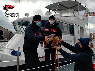 trapani/carabinieri-forestali-salvano-un-esemplare-di-tartaruga-caretta-caretta