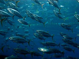 a-favignana-si-torna-a-pescare-emanato-il-decreto-sulla-campagna-di-pesca-del-tonno-rosso-anno-2019