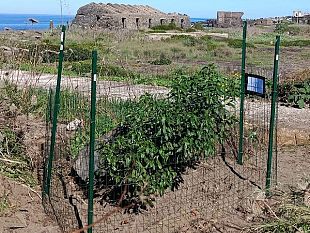 una-rarita-botanica-a-pantelleria-la-profssa-erina-montoleone-scopre-un-esemplare-spontaneo-di-myoporum-laetum