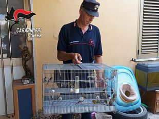 trapani/fulgatore-denunciato-uomo-per-detenzione-illegale-di-animali-di-specie-protette