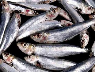 annullate-le-manifestazioni-della-sagra-delle-sarde-a-marinella