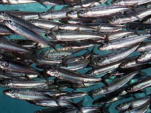il-distretto-della-pesca-e-crescita-blu-sta-sperimentando-un-nuovo-tipo-di-ghiaccio-per-una-migliore-conservazione-del-pescato