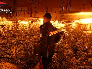 serra-di-cannabis-e-furto-di-energia-nei-guai-a-carini-un-uomo-e-due-donne